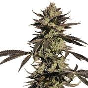 Nahaufnahme einer Legendary OG Punch Pflanze von Royal Queen Seeds mit dichten Knospen und lila Blättern vor weißem Hintergrund