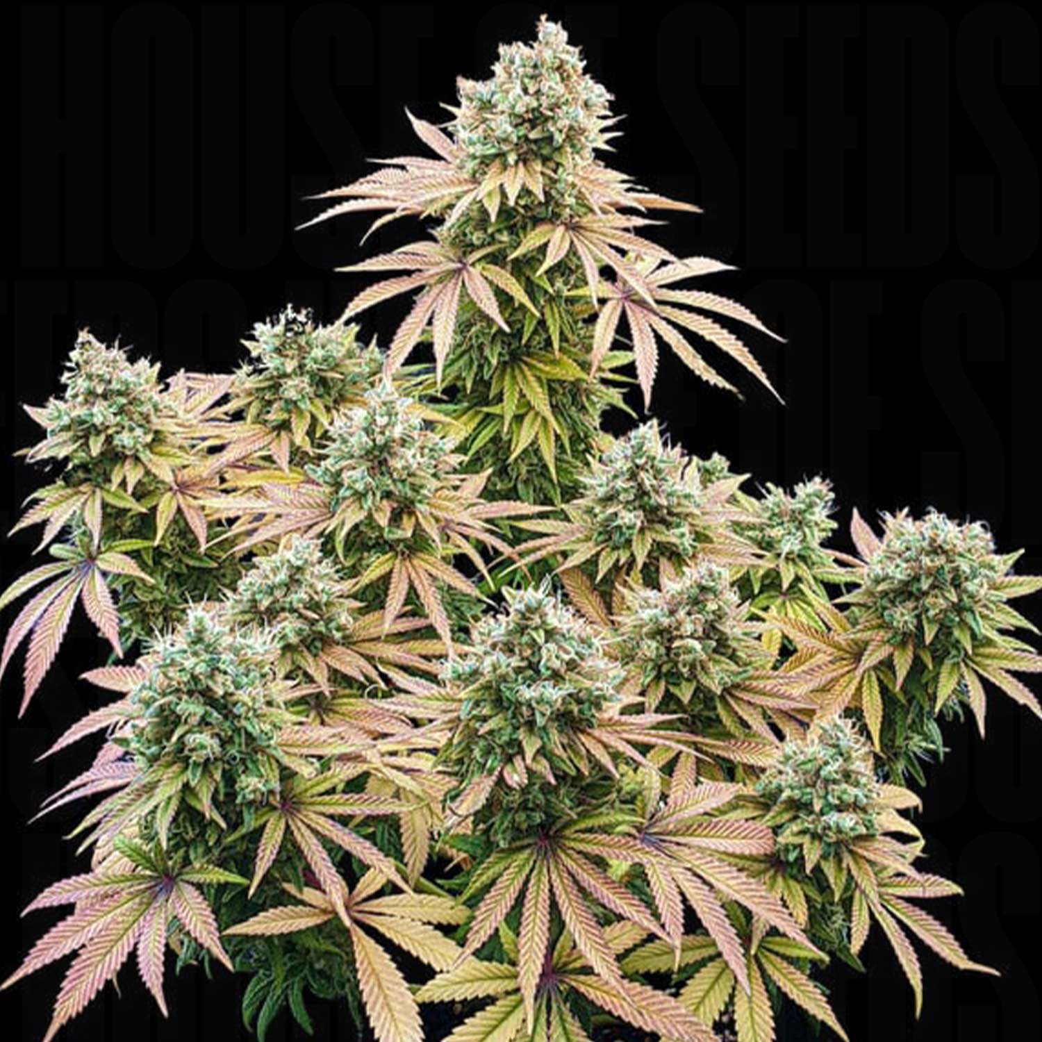 Lemon Shining Silver Haze von Royal Queen Seeds mit frostigen Knospen und grün-lila-gelben Blättern vor schwarzem Hintergrund