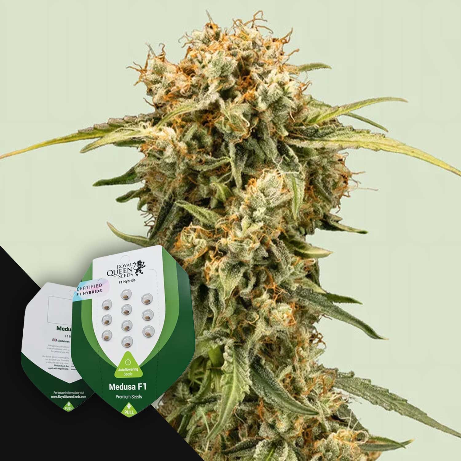 Eine Nahaufnahme einer Cannabispflanze mit der Royal Queen Seeds Medusa F1 Samenverpackung im Vordergrund.