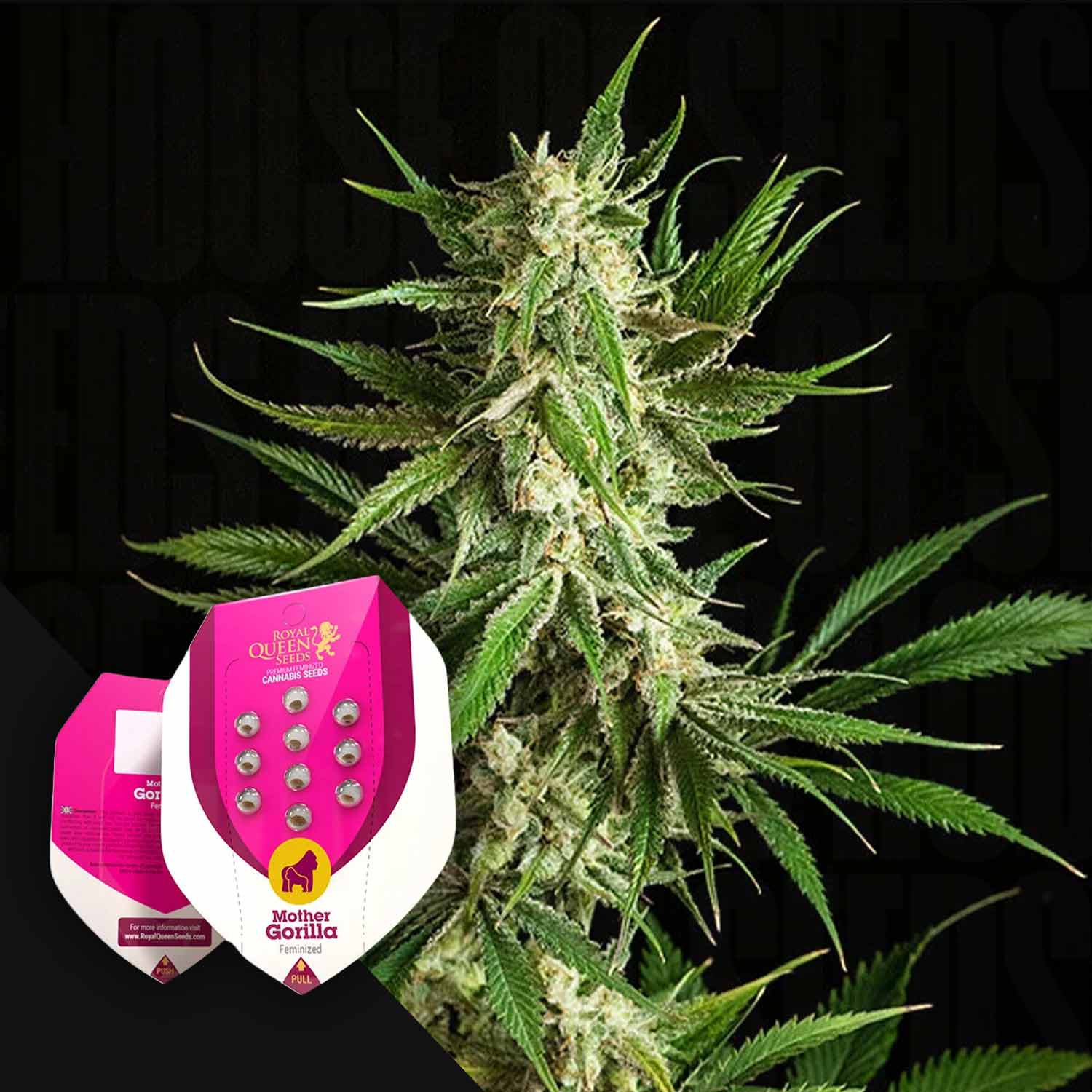 RQS-MG-0