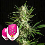 Mother Gorilla (Ehemals Royal Madre)