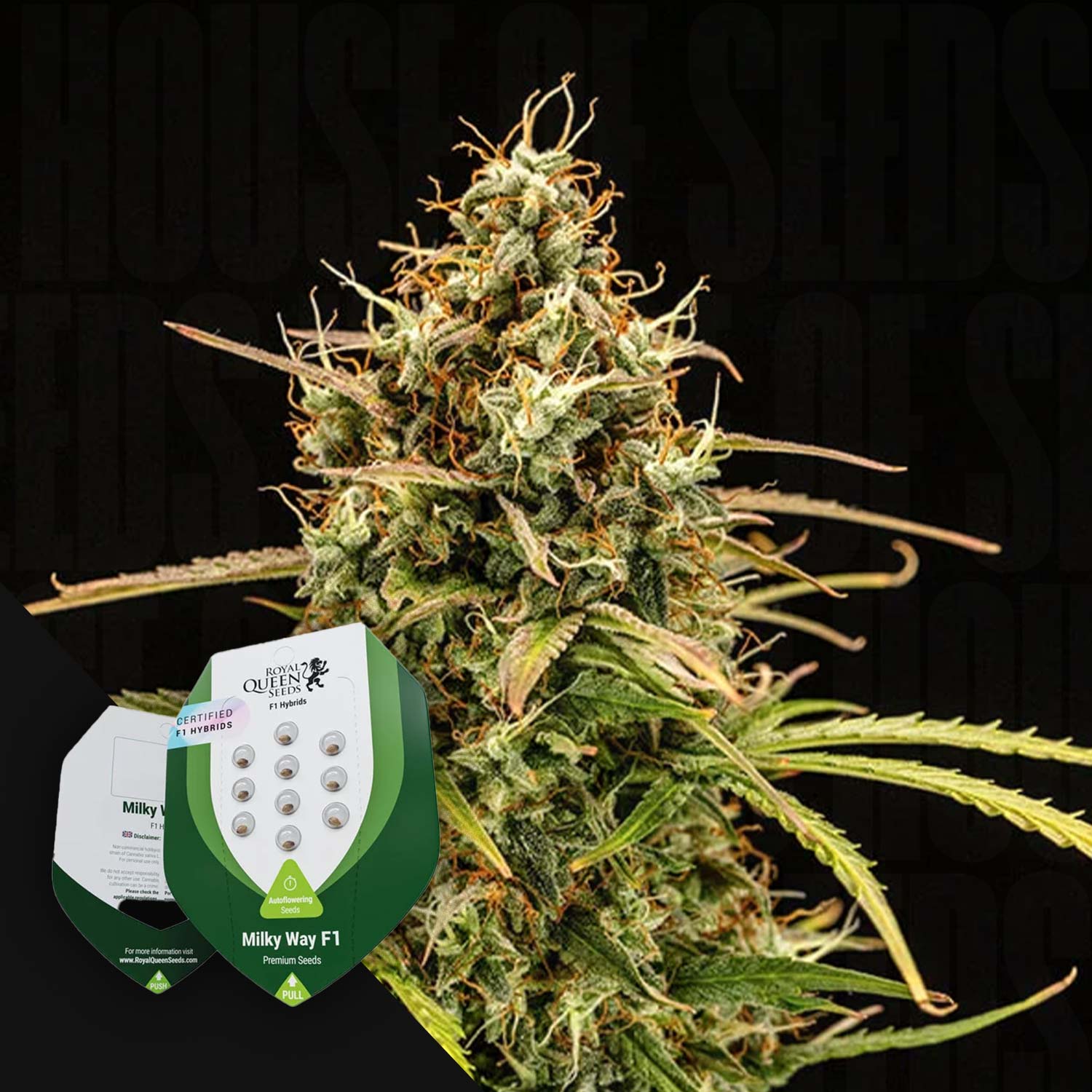 Cannabispflanze mit dichten Knospen und grünen Blättern, zwei Milky Way F1 Auto Pakete von Royal Queen Seeds im Vordergrund