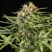 Nahaufnahme Milky Way F1 Auto von Royal Queen Seeds mit harzigen Knospen, weißen Trichomen, orangen Haaren und grünen Blättern