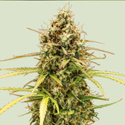 Nahaufnahme einer Milky Way F1 Auto von Royal Queen Seeds mit orangen Stempeln und grünen Blättern vor hellem Hintergrund