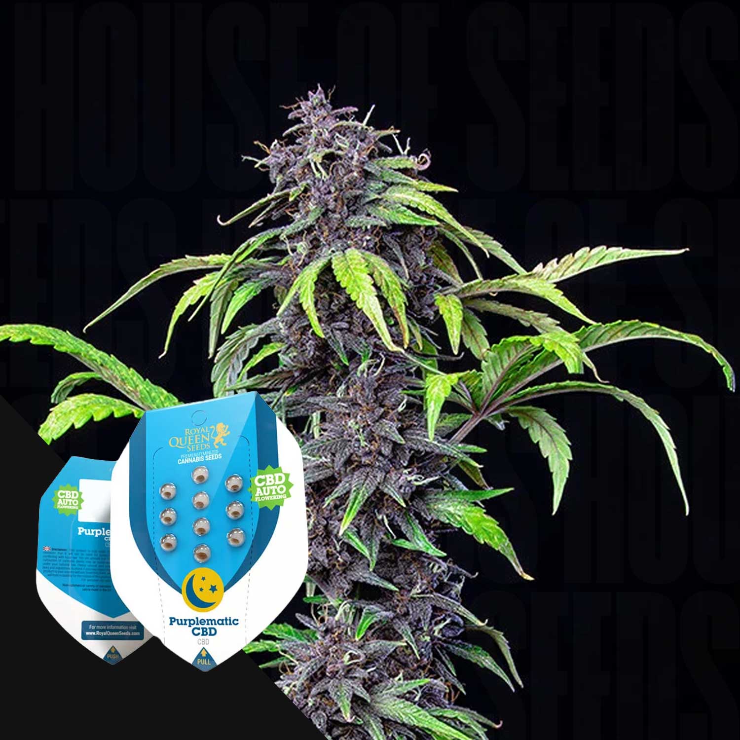 Eine Nahaufnahme von Purplematic Cannabis von Royal Queen Seeds mit CBD-Samenpackungen in der Ecke.