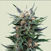 Royal Gorilla Pflanze von Royal Queen Seeds mit grünen Blättern, weißen Trichomen und orangen Stempeln vor hellem Hintergrund