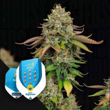 Royal Highness