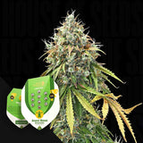 Royal Haze Autom.
