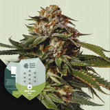 Special Queen 1 Auto