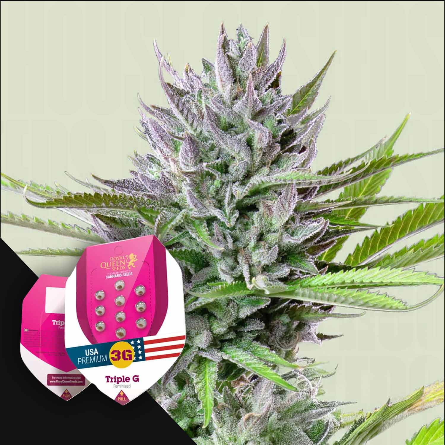 RQS-TG-0