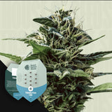 Tatanka Pure CBD