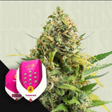 Trainwreck
