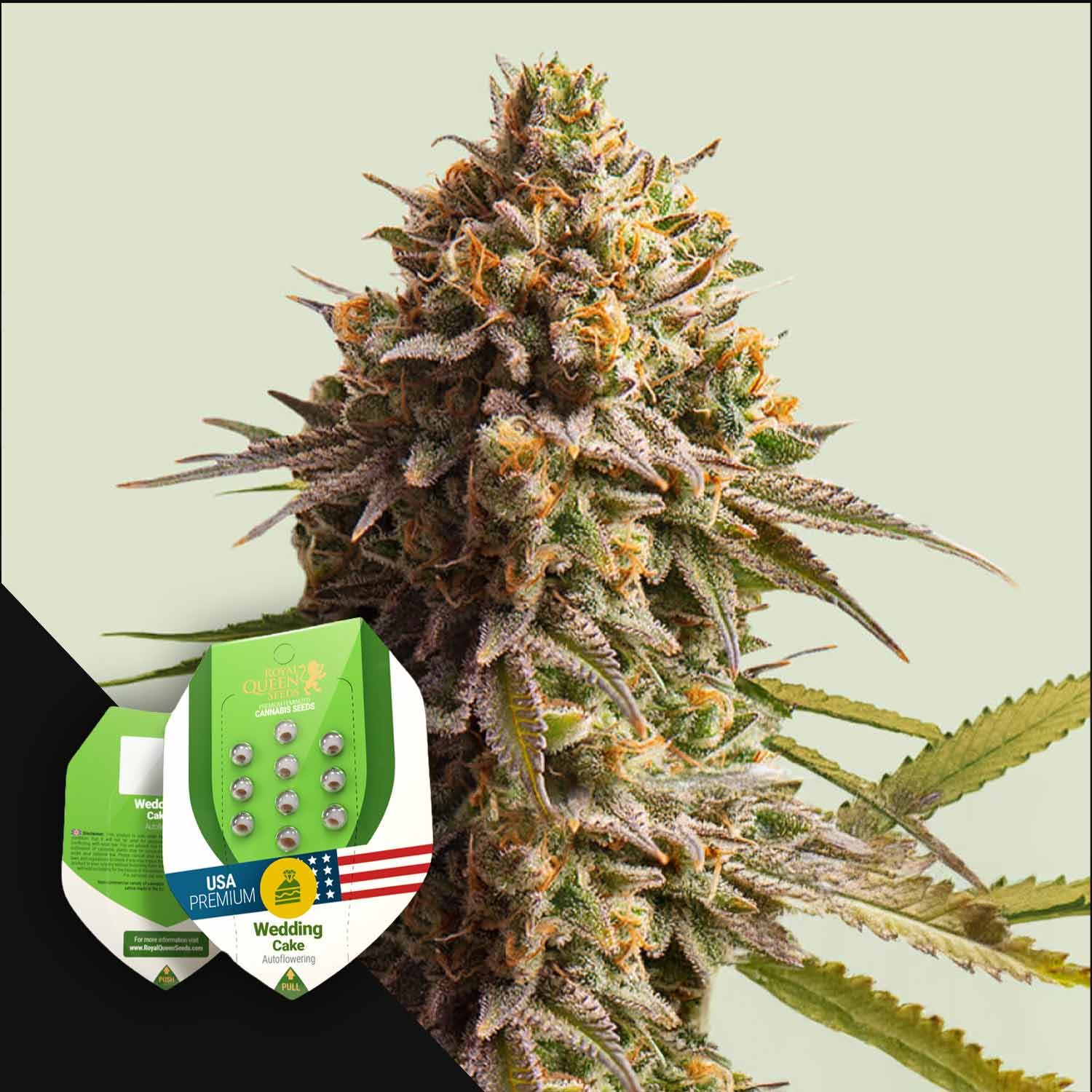 Eine Nahaufnahme einer Cannabispflanze mit der Samenverpackung von Royal Queen Seeds' Wedding Cake Auto im Vordergrund.