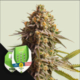 Wedding Cake Auto