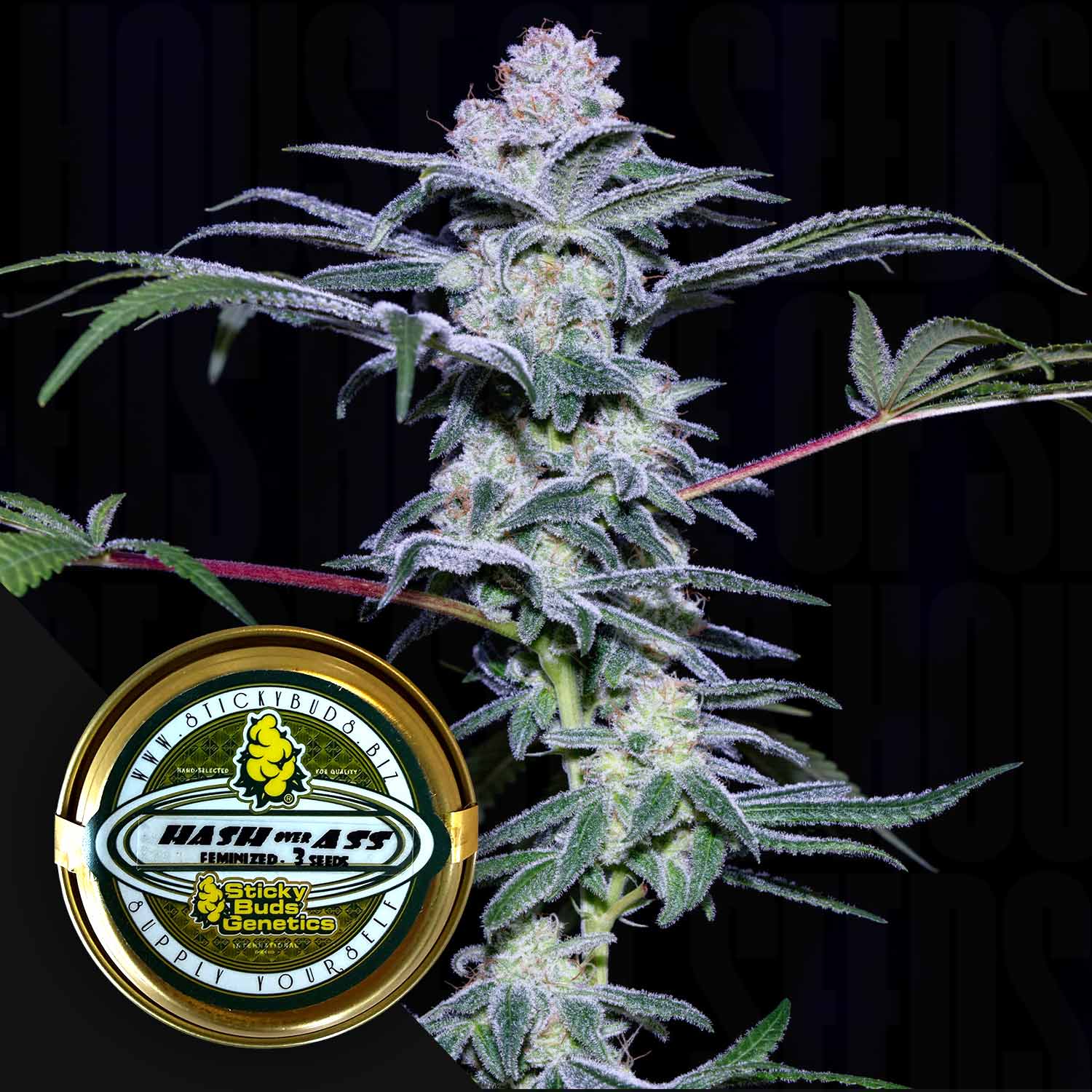 Nahaufnahme einer gefrorenen Cannabispflanze mit einem Sticky Buds Hash über dem Ass-Behälter in der unteren linken Ecke.