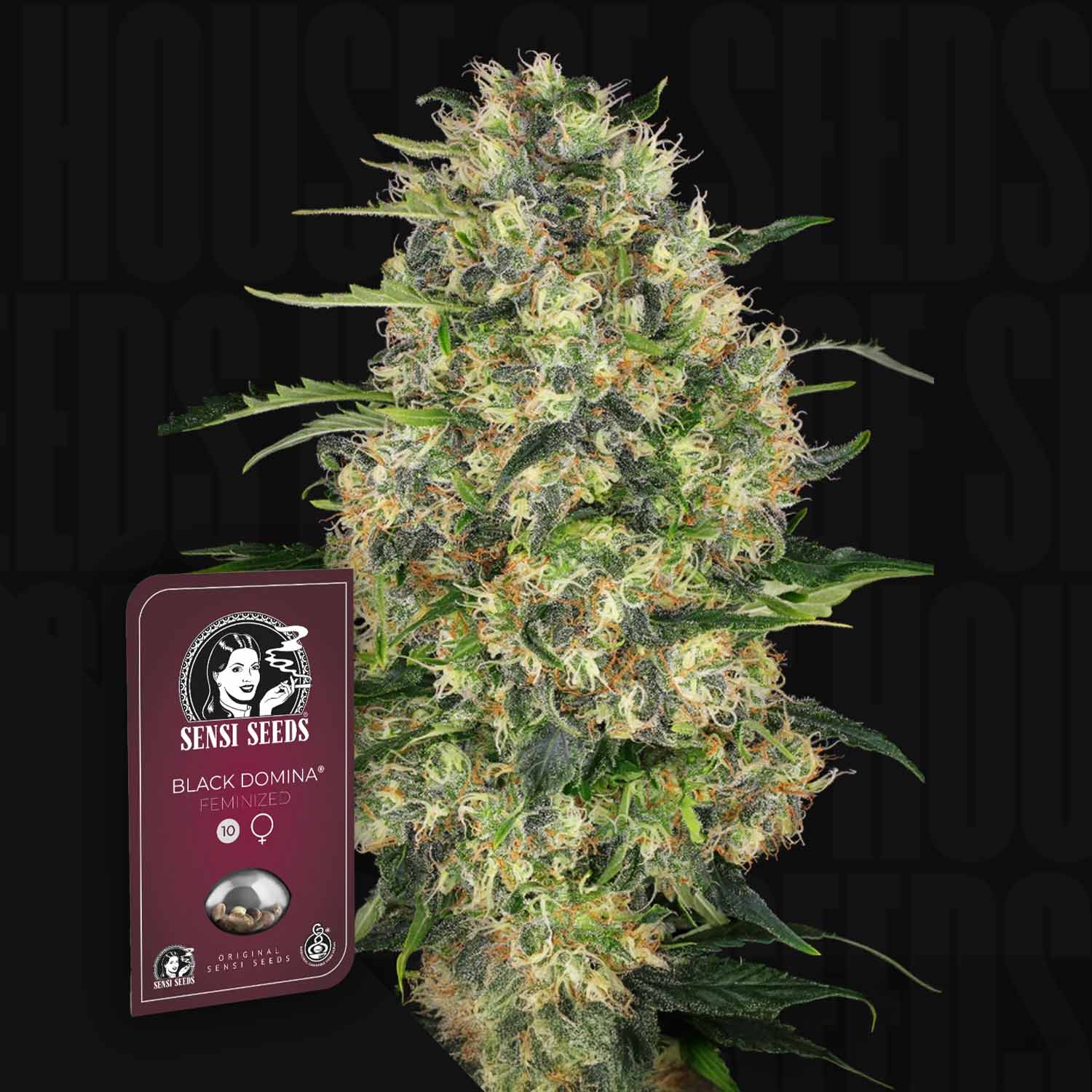 Dichte Black Domina Cannabispflanze mit frostigen Trichomen, Sensi Seeds Verpackung unten links