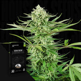 Cashew Kush