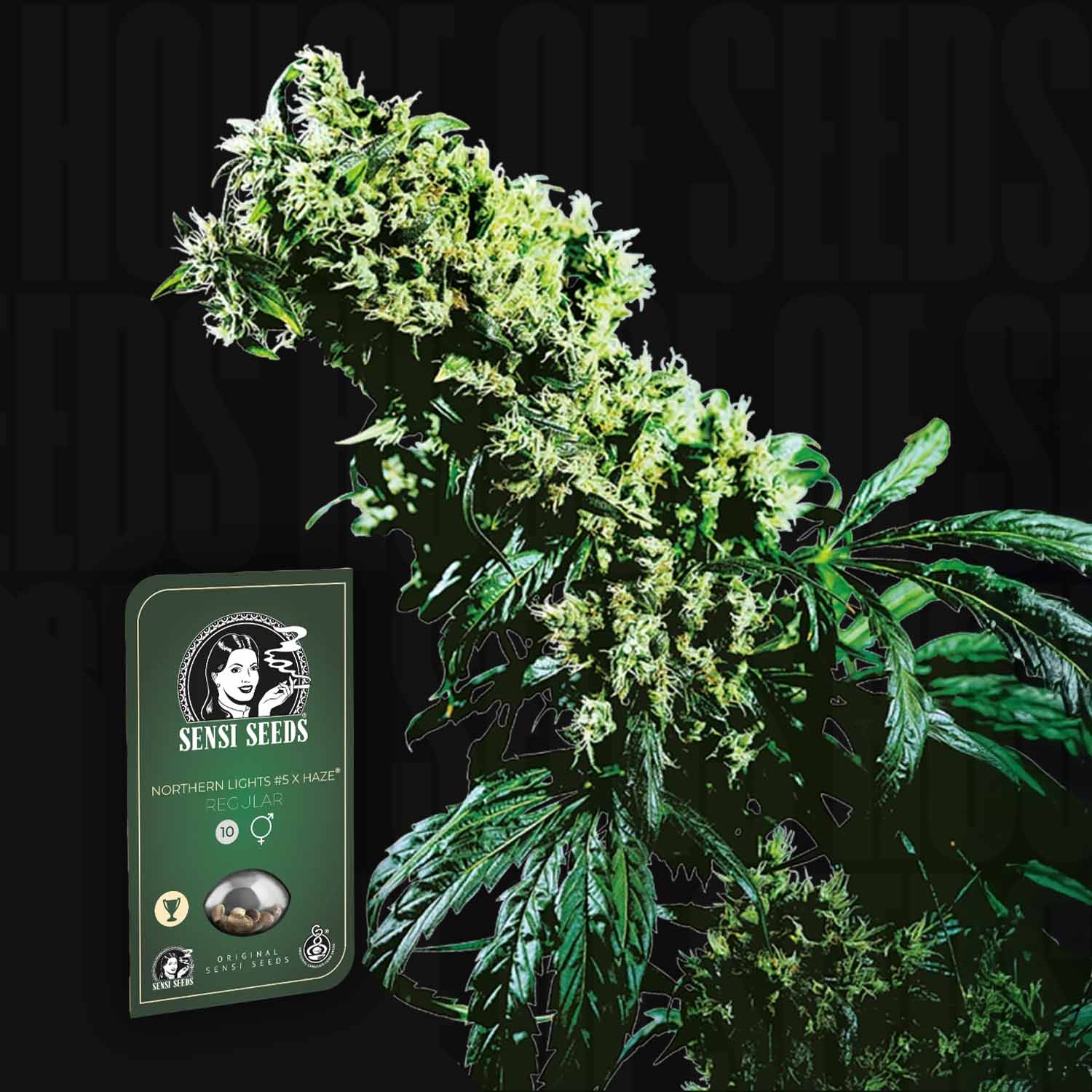 Dichte grüne Cannabispflanze neben Sensi Seeds Northern Lights #5 x Haze Samenpaket vor dunklem Hintergrund