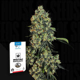 OG Kush