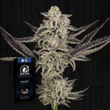 Purple Pickle Auto