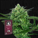 Sensi Amnesia