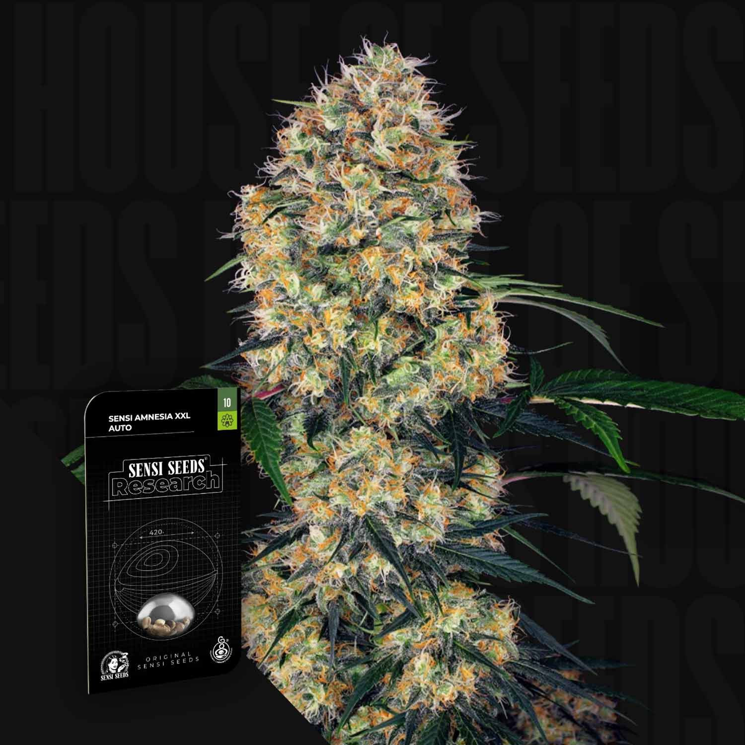 Nahaufnahme einer Cannabispflanze mit einem Sensi Seeds Sensi Amnesia XXL Auto Samenpaket im Vordergrund.