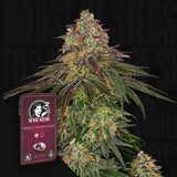Sweet Cherry Kush