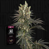 Slam Dank