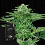 Skunk Dream CBD