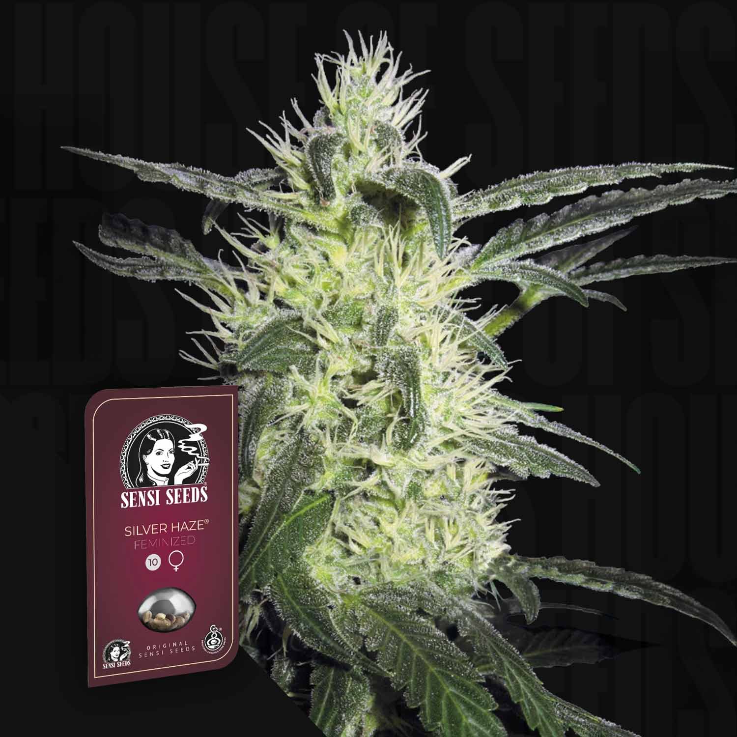 Nahaufnahme einer blühenden Cannabispflanze, vorne kastanienbraune Sensi Seeds Purple Haze Packung