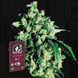 Super Skunk