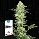 White Gorilla Haze