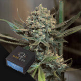 Critical + 2.0 AUTO