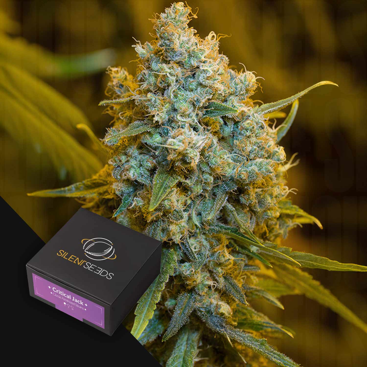Nahaufnahme der Cannabisknospen von Critical Jack; die Silent Seeds-Box erscheint in der unteren linken Ecke.