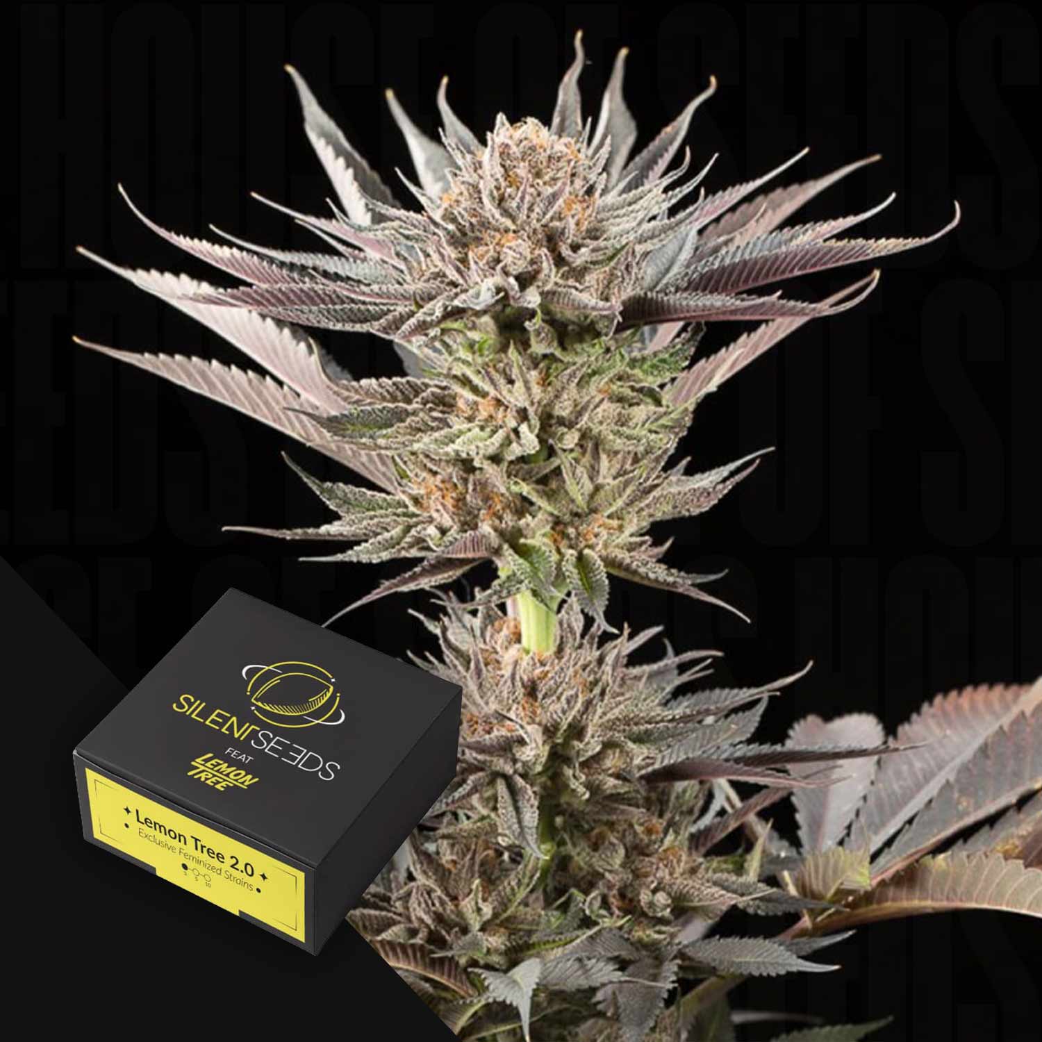Nahaufnahme einer Cannabispflanze mit dichten Knospen und einer Silent Seeds Lemon Tree 2.0 Box im Vordergrund.