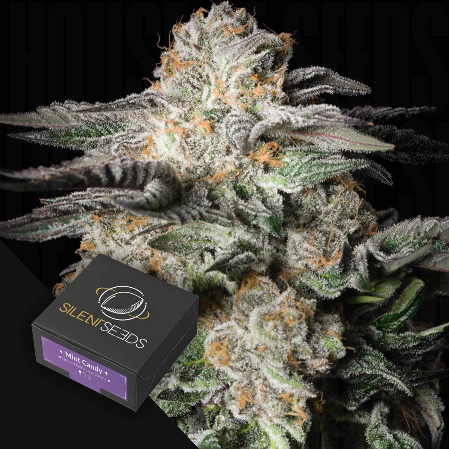 Nahaufnahme einer frostigen Cannabisknospe mit einer Silent Seeds Mint Candy-Packung in der unteren linken Ecke.