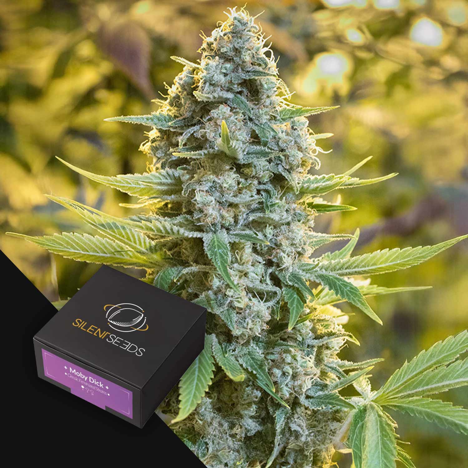 Nahaufnahme von Moby Dick Cannabisknospen mit frostigen Trichomen und einer Silent Seeds-Box im Vordergrund.