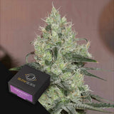 Original Amnesia