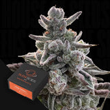 Polar Gelato