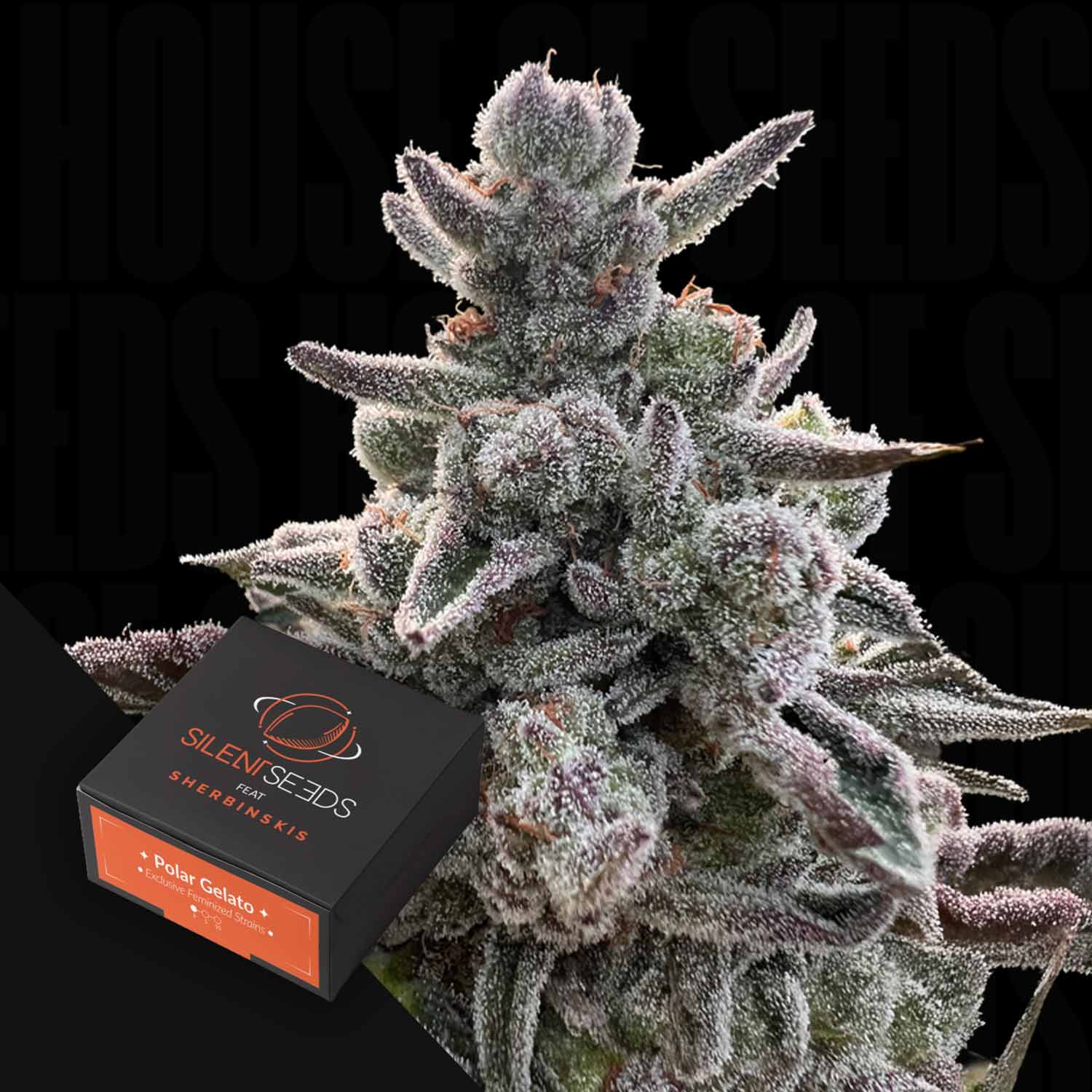 Frosty Polar Gelato Knospen neben einer schwarzen Silent Seeds Box mit dem Namen der Marke und der Sorte beschriftet.