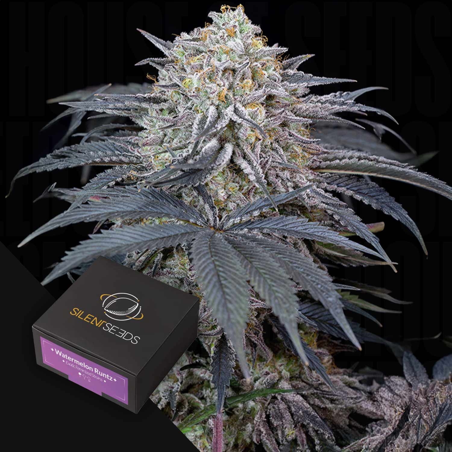 Frostige Cannabis-Pflanze mit lila Farbtönen neben einer Silent Seeds Watermelon Runtz Box.