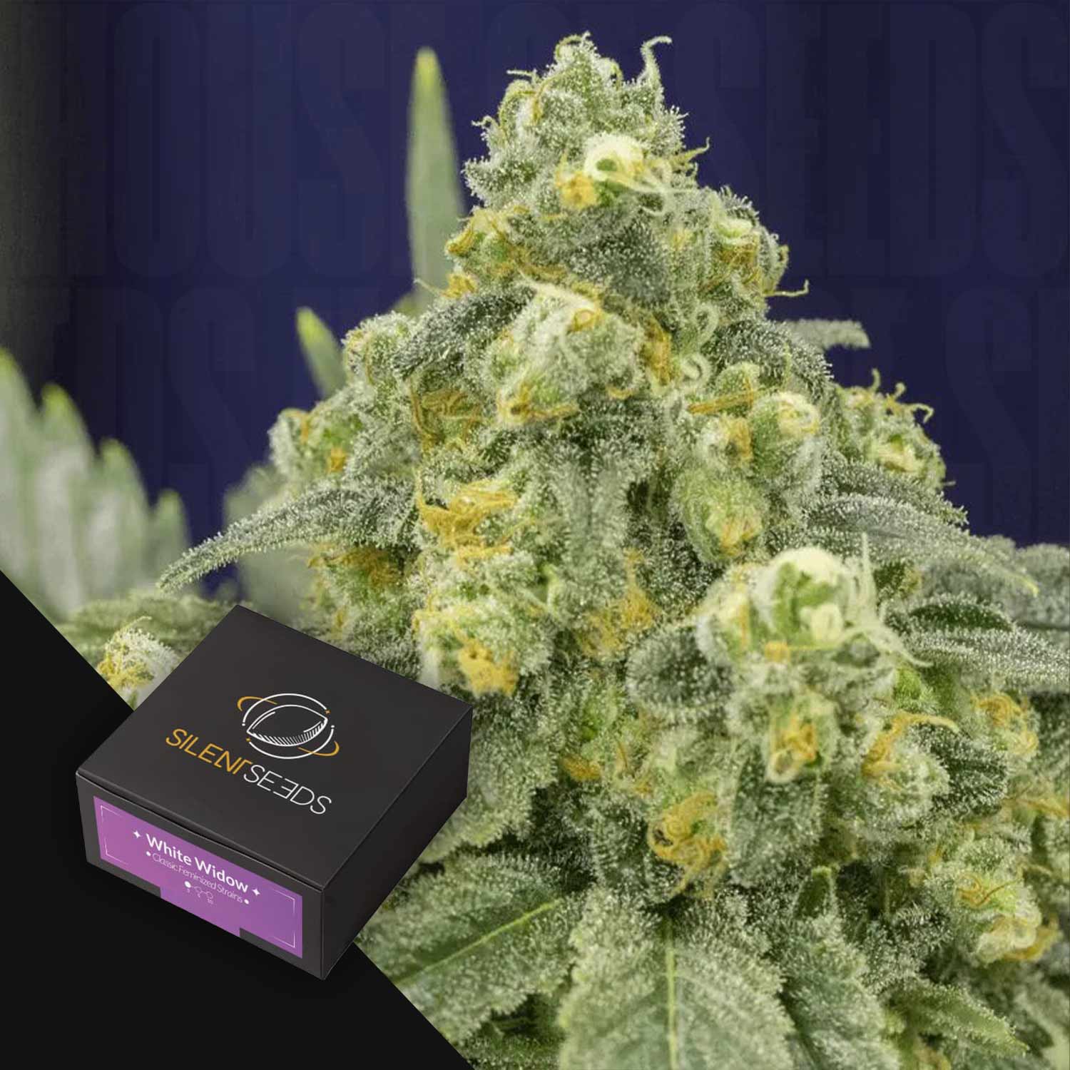 Nahaufnahme einer frostigen White Widow Cannabis Knospe mit einer Silent Seeds Box im Vordergrund.