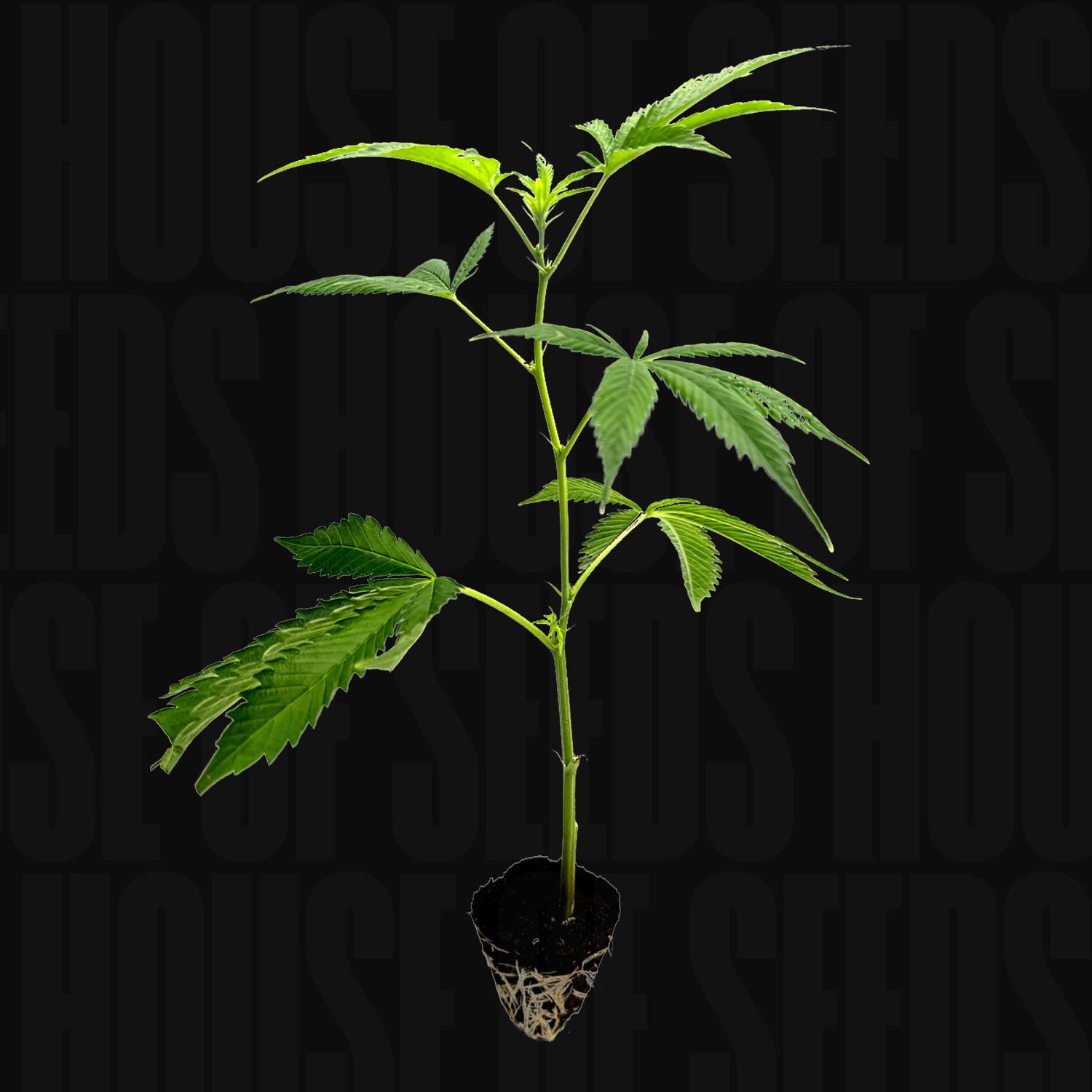 Holy Hemp Amnesia Core Cut Steckling mit grünen gezackten Blättern im Bodenstecker vor dunklem Hintergrund