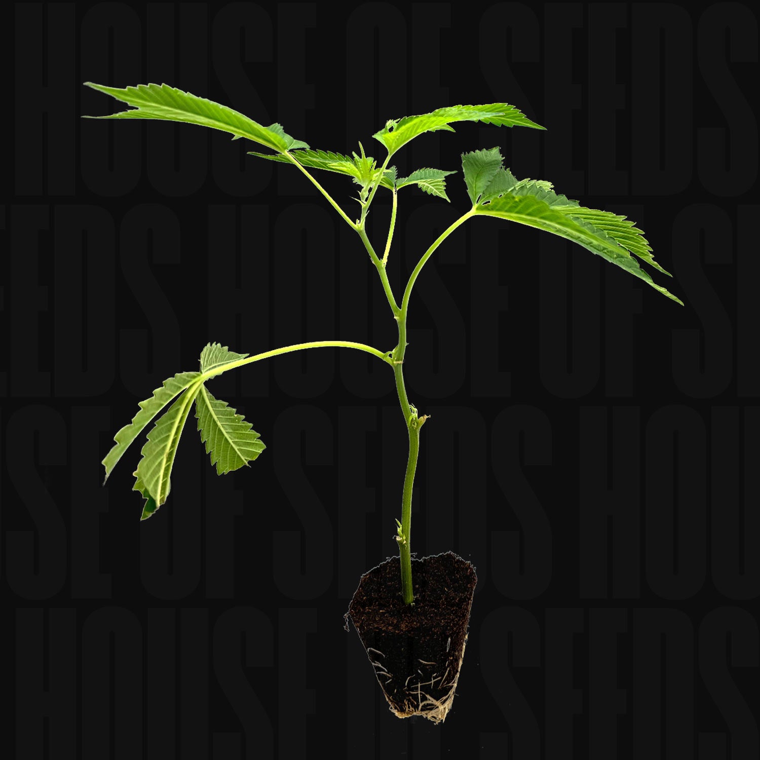 Girl Scout Cookies-Steckling von Holy Hemp: junge grüne Pflanze mit gezackten Blättern, vor schwarzem Hintergrund.