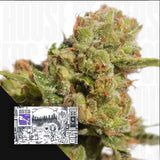 Auto Bruce Lemon Diesel