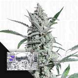 Fat Pete's Cookies Auto