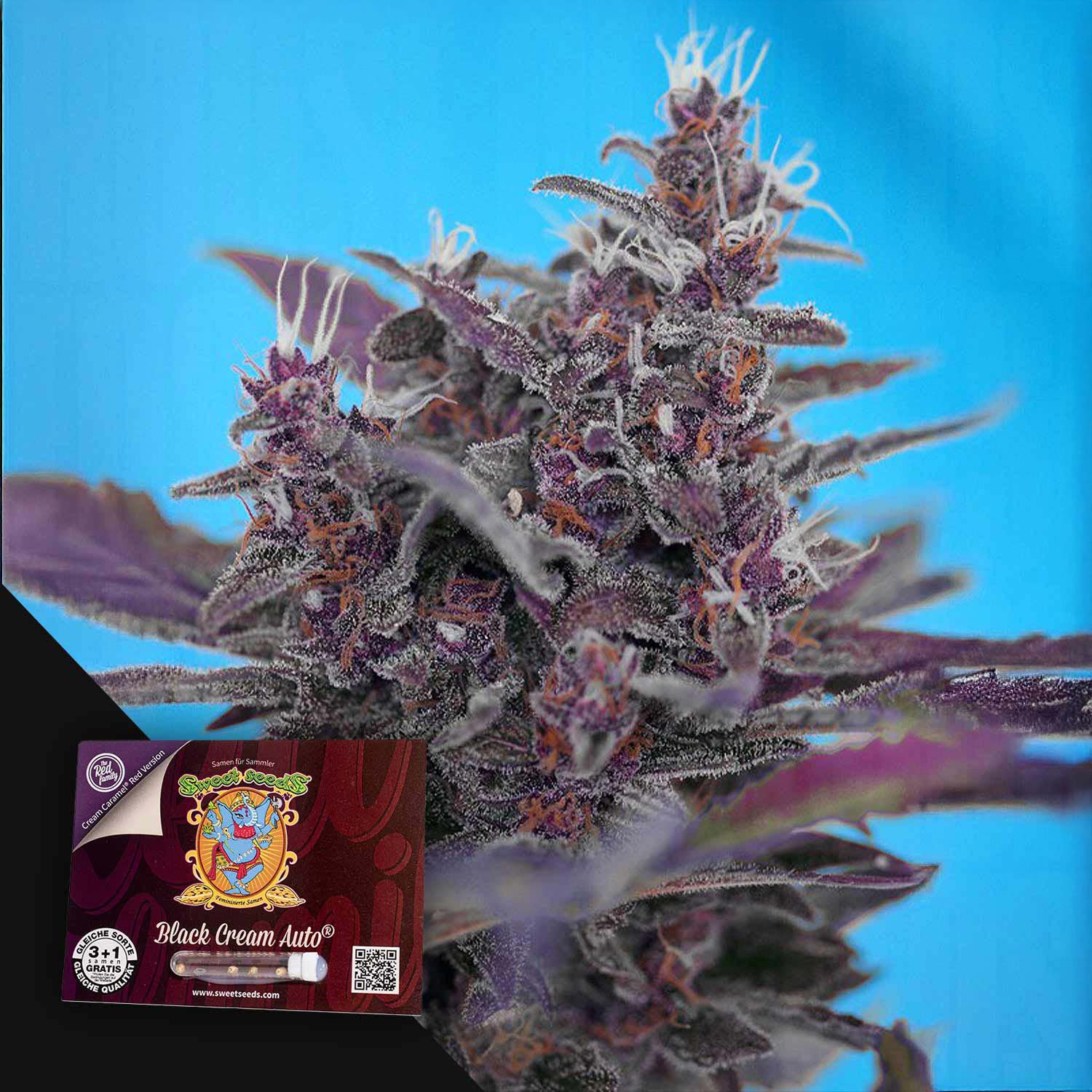 Nahaufnahme von frostigem lila Cannabis mit einem Sweet Seeds Black Cream Auto-Samenpaket im Vordergrund.