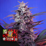 Bloody Skunk Auto
