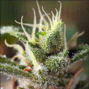 Gorilla Girl F1 FAST Knospe von Sweet Seeds mit glitzernden Trichomen, weißen Härchen und grünen Blättern