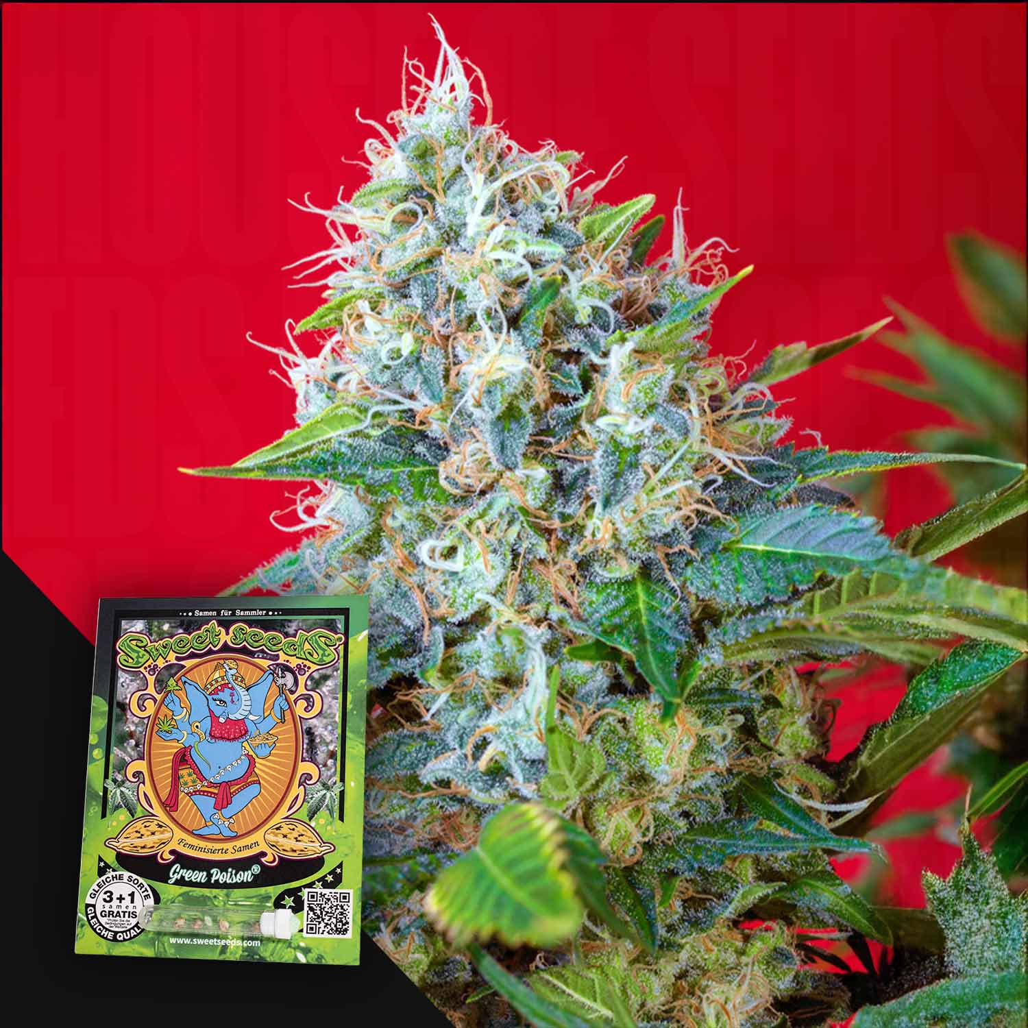 Nahaufnahme einer blühenden Green Poison Pflanze von Sweet Seeds mit einem bunten Samenpaket vor einem roten Hintergrund.